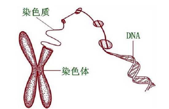 羊水穿刺和香港无创DNA有什么区别?